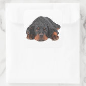 Sticker Carré Crayon de couleur dessin Rottweiler yeux chiot (Sac)