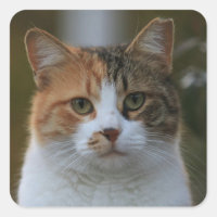 Créez Votre Propre Photo de Chat Personnalisée