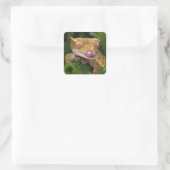 Sticker Carré Crested Gecko (Sac)