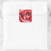 Sticker Carré Crimson Red Rose Original watercolor art (Sac)