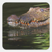 Sticker Carré Crocodile (Devant)