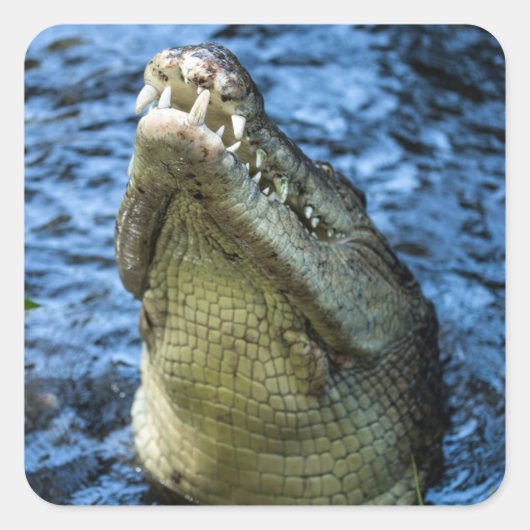 Sticker Carré Crocodile Dents Eau (Devant)