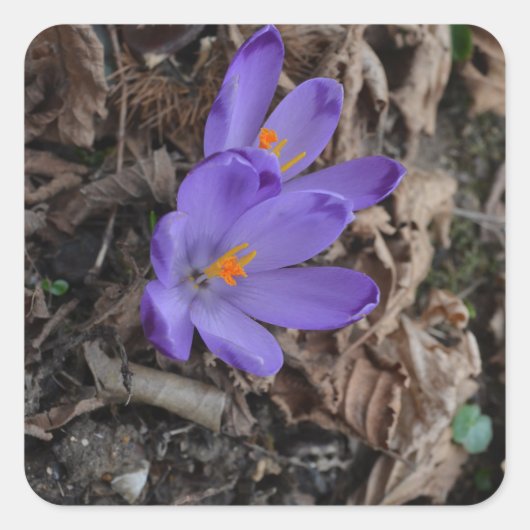 Sticker Carré Crocus de bois à fleurs violettes (Devant)