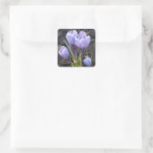 STICKER CARRÉ CROCUS PURPLE DE PRINTEMPS (Sac)