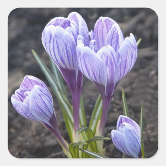 STICKER CARRÉ CROCUS PURPLE DE PRINTEMPS (Devant)