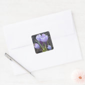 STICKER CARRÉ CROCUS PURPLE DE PRINTEMPS (Enveloppe)
