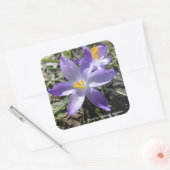 Sticker Carré Crocus simple (Enveloppe)