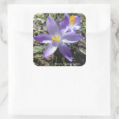 Sticker Carré Crocus simple (Sac)