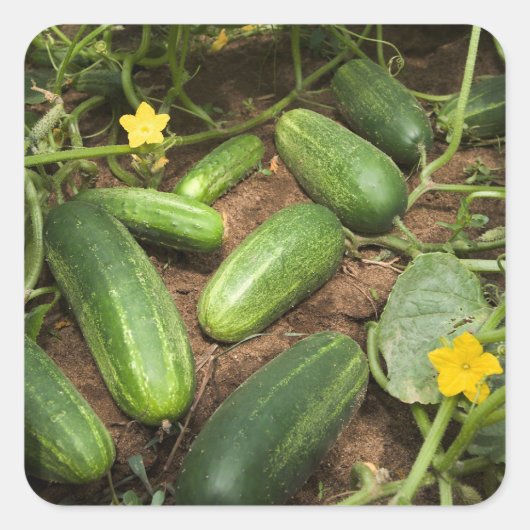 Sticker Carré Cucumbers (Devant)