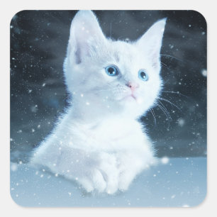 Sticker Carré Cuite Kitten blanc avec de beaux yeux bleus
