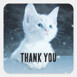 Sticker Carré Cuite Kitten blanc avec Joli Merci d'yeux bleu