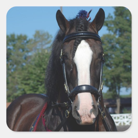 Sticker Carré culpeper va version provisoire (Devant)