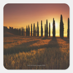 Sticker Carré (cupressus sempervirens) - Europe, Italie,