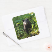 Sticker Carré Curieux ours noir (Enveloppe)