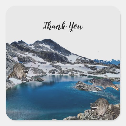 Sticker Carré Curieux Raccoons (Devant)