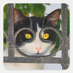 Sticker Carré Curieux Yeux de chats avec Spectacles Cadre photo 