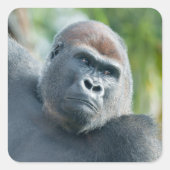 Sticker Carré Curious Gorilla Standing Tall (Devant)