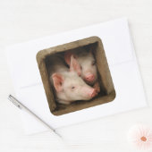 Sticker Carré Curious Piglets (Enveloppe)