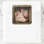 Sticker Carré Curious Piglets (Sac)