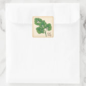 Sticker Carré Curly Parsley (Sac)