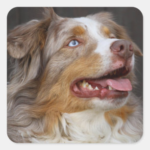 Sticker Carré Cute Aussie Chiot Amoureux des chiens Australian S