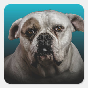 Sticker Carré Cute Boxer Dog w Blue Black Gradient arrière - pla