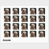 Sticker Carré Cute Camel (Feuille)