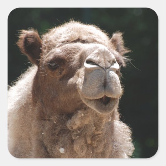 Sticker Carré Cute Camel (Devant)