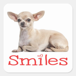 Sticker Carré Cute Chihuahua Maman Chien Chien Chien Chien Chien
