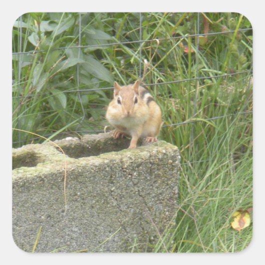 Sticker Carré Cute Chipmunk (Devant)