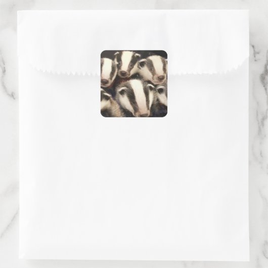 Sticker Carré Cute cubes Badger (Sac)