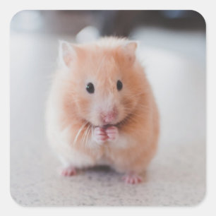 Sticker Carré Cute Hamster Love Animals