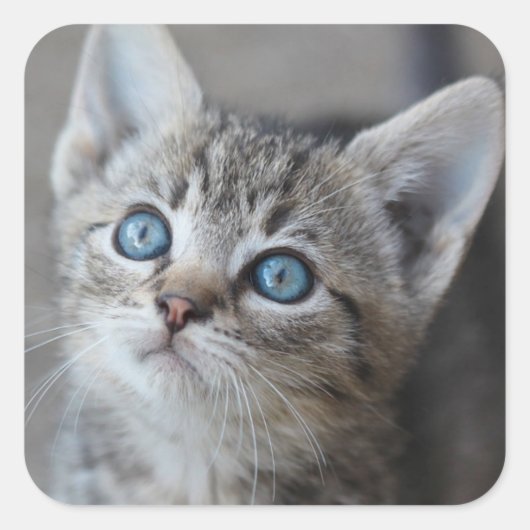 Sticker Carré Cute Kitten (Devant)