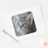 Sticker Carré Cute Kitten (Enveloppe)