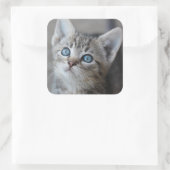 Sticker Carré Cute Kitten (Sac)