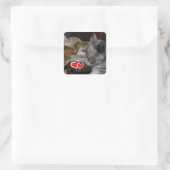 Sticker Carré Cute kittens (Sac)