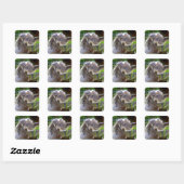 Sticker Carré Cute Koalas (Feuille)