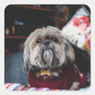 Sticker Carré Cute lhasa apso puppy at
