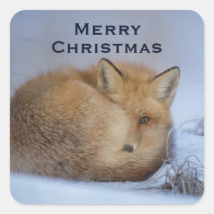 Sticker Carré Cute Little Fox Curling Up Winter Photo