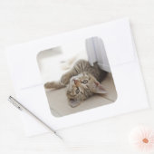 Sticker Carré Cute Little Kitten (Enveloppe)