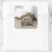 Sticker Carré Cute Little Kitten (Sac)