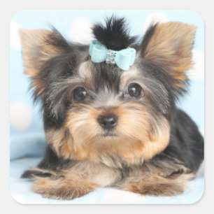 Sticker Carré Cute Little Tiny Yorkie Conception de la coupe