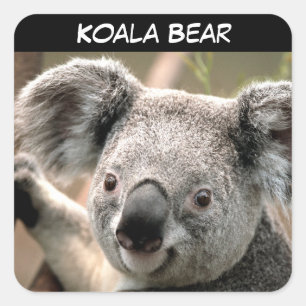 Sticker Carré Cute Ours Koala