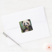 Sticker Carré Cute Panda Mange Du Bambou (Enveloppe)