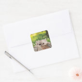 Sticker Carré Cute Perse Peeking Chat (Enveloppe)