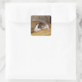 Sticker Carré Cute rat (Sac)