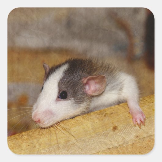 Sticker Carré Cute rat (Devant)