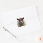 STICKER CARRÉ CUTE SHEEP (Enveloppe)