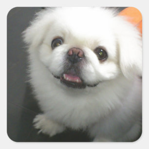 Sticker Carré Cute shih tzu regardant la caméra