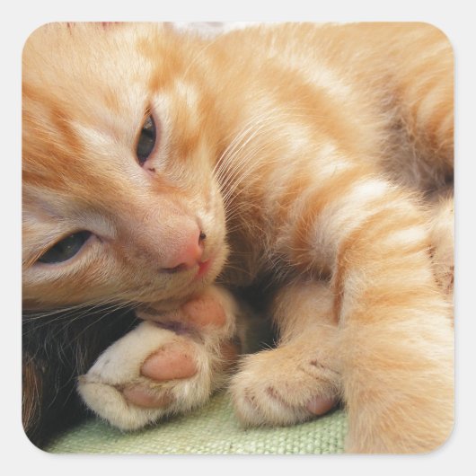 Sticker Carré Cute Tiger Stripe Kitten (Devant)